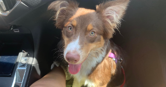 marie dog sitter à PERPIGNAN 66000_1