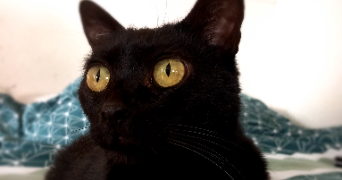 maëlys pet sitter à NANTES 44000_9