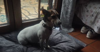 mariana pet sitter à VENACO 20231_4