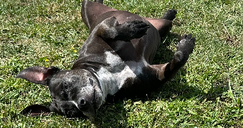 estelle pet sitter à BUCHELAY 78200_9