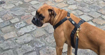 charline pet sitter à VIGNEUX SUR SEINE 91270_1
