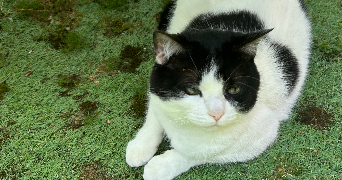 amelie pet sitter à QUEVEN 56530_0