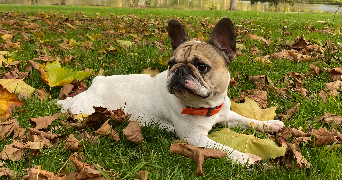 margot pet sitter à CAMPBON 44750_3