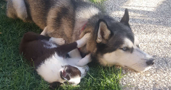 victoria pet sitter à Allex 26400_3