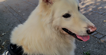 aurélie pet sitter à SOISSONS 02200_10