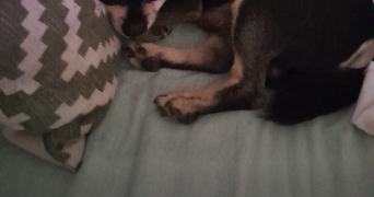 gema pet sitter à NEUILLY SUR SEINE 92200_0