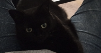 laure pet sitter à BORAN SUR OISE 60820_3