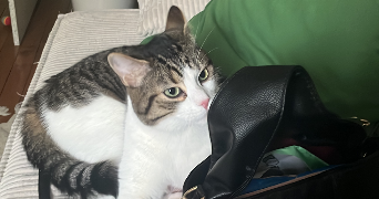 celia pet sitter à PARIS 20 75020_5