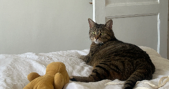 liza pet sitter à NOISY LE SEC 93130_7