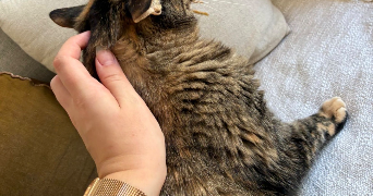 chloé pet sitter à CLAMART 92140_5