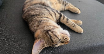 laureanne pet sitter à BALLON ST MARS 72290_4