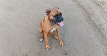 marie pet sitter à REIMS 51100_2