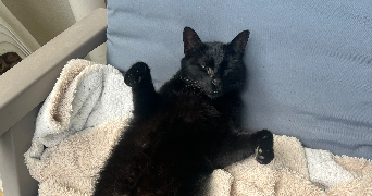 louise pet sitter à MARSEILLE 01 13001_0