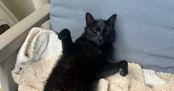 louise pet sitter à MARSEILLE 01 13001