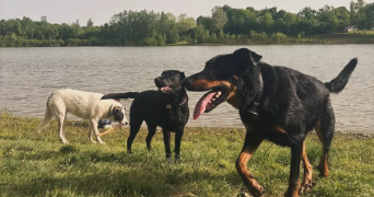 tony pet sitter à VILLEMADE 82130_2