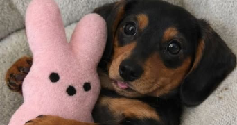nazli pet sitter à SAVERNE 67700_1