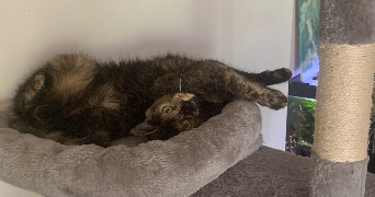 lénaïg pet sitter à RENNES 35700_6