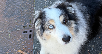 karina pet sitter à EVIAN LES BAINS 74500_4