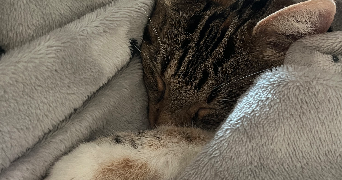 déborah pet sitter à NANTES 44300_2