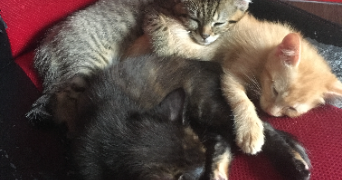 agathe cat sitter à STRASBOURG 67000_1