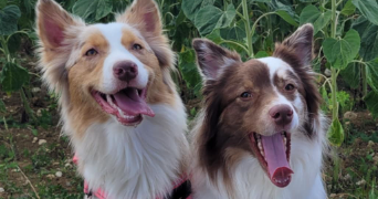 laura pet sitter à ROUHLING 57520_3