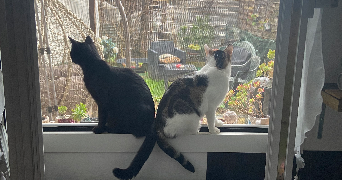 myriam  pet sitter à GIVORS 69700_1