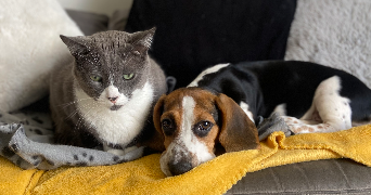 mélissa pet sitter à ANTIBES 06600_5
