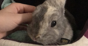 sandy pet sitter à ROSNY SOUS BOIS 93110_6