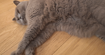 lily pet sitter à ST GERMAIN EN LAYE 78100_2