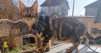 bérénice pet sitter à Saint Amand Montrond 18200_2