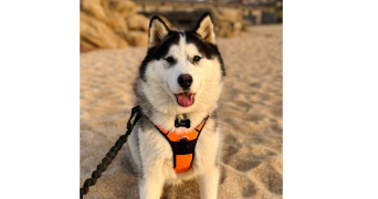 hélène pet sitter à ARDOIX 07290_5