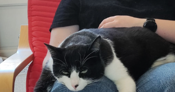 mathis pet sitter à LA ROCHELLE 17000_3