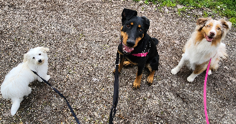 alexandra pet sitter à Gaillac 81600_3