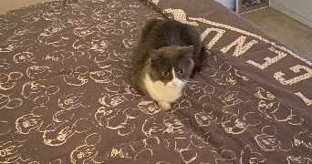 manon pet sitter à HEROUVILLE ST CLAIR 14200_2