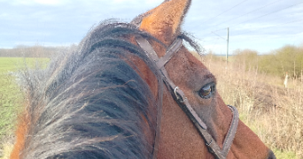 eloïse pet sitter à DERNANCOURT 80300_5