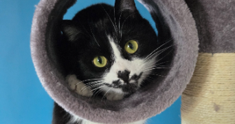 chanel pet sitter à Unieux 42240_2