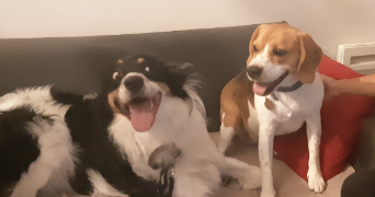 sarah pet sitter à NANTES 44000_5