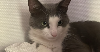 david pet sitter à COURBEVOIE 92400_2