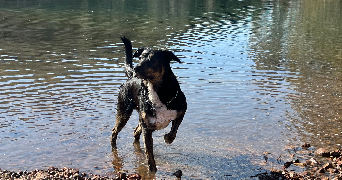 cloé pet sitter à ST RAPHAEL 83700_3
