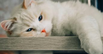 oceane pet sitter à SEVRIER 74320_8