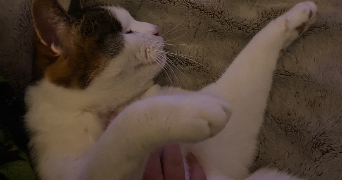 maya pet sitter à VILLEPINTE 93420_2