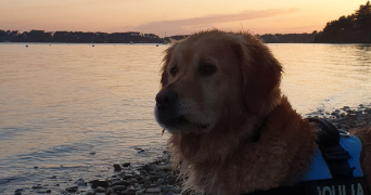 laura et pet sitter à Blagnac 31700_2