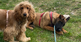 maelle pet sitter à VALENCE 26000_0