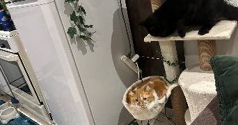 tatiana pet sitter à NICE 06300_2