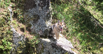 aude pet sitter à TROISFONTAINES 57870_0