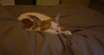 cyanne pet sitter à LYON 01 69001_1