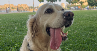 Justine pet sitter à Lyon 69009_2