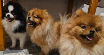 florence pet sitter à MULHOUSE 68100_1