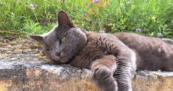 alicia pet sitter à MONTPELLIER 34090_1