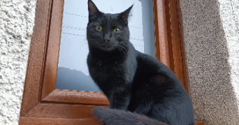 estelle pet sitter à LES VILLETTES 43600_3